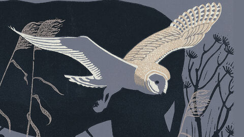 A book cover showing artwork of a barn owl flying in front of cattle 
