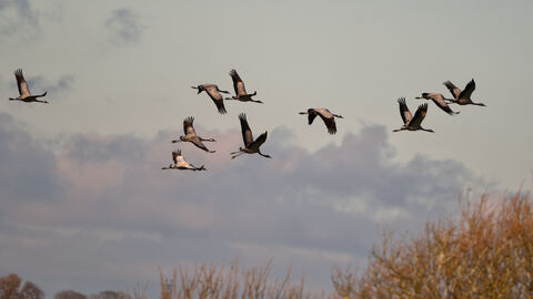 a flock of cranes flying