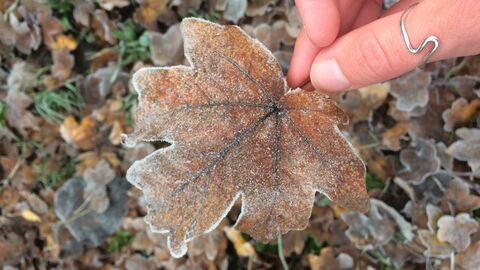 A frosty oak leaf being held by a person wearing a silver thumb ring