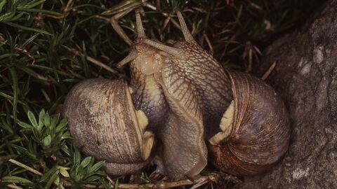 Two snails in a woodland setting