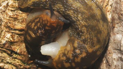 A slug curled up on the bark of a tree