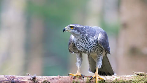 A goshawk perched on a moss-covered branch