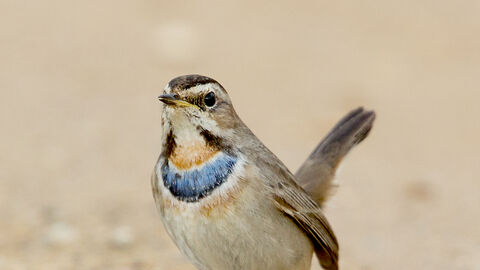 A small brown bird with a blue throat standing on gravel