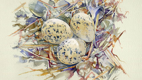 a watercolour painting of three speckled eggs on a nest of grass and shells