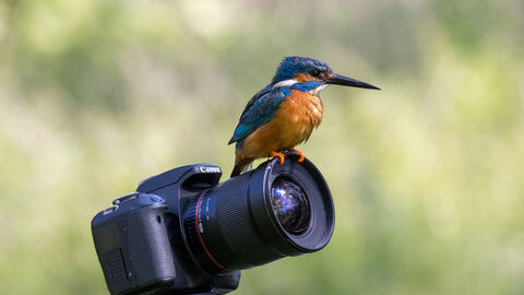 a kingfisher sitting on a camera