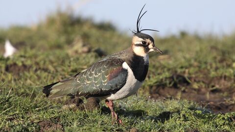 A lapwing standing on grass