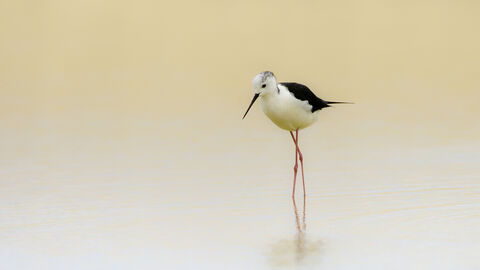 A photograph of a black-winged stilt in a pool of water gazing down at its reflection