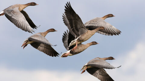 five pink-footed geese flying in the sky