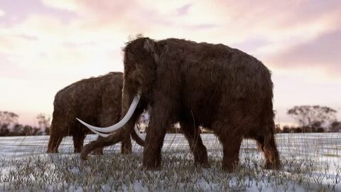 Two woolly mammoths foraging on snow-covered grasslands