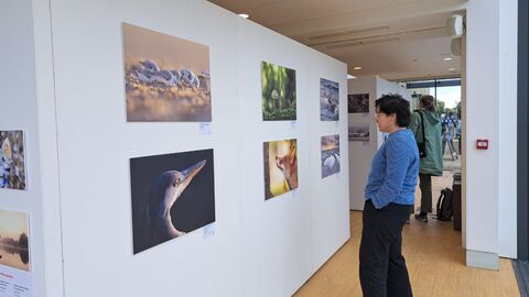 a person looking at an exhibition of wildlife photographs