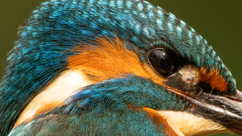 A closeup photo of a kingfisher's head
