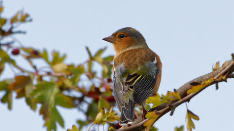 A chaffinch on a hawthorn bush