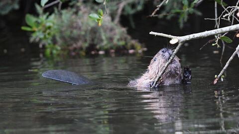 Cornwall beavers