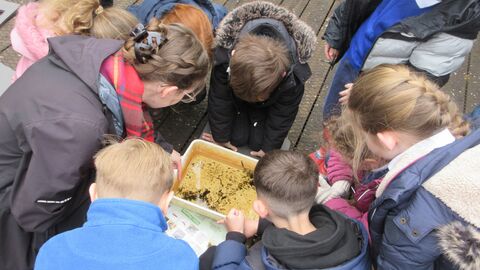 A group or children looking down into a tray filled with minibeasts
