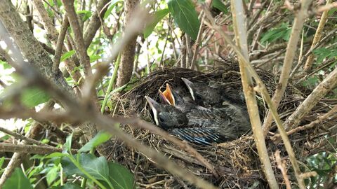 A bird's nest containing chicks