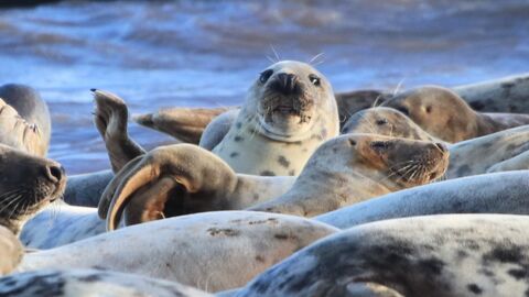 A group of grey seals on the shore with one looking up