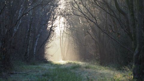 A misty view through the trees at Foxley Wood