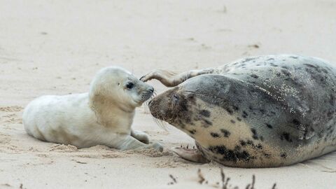 a grey seal and pup on the beach