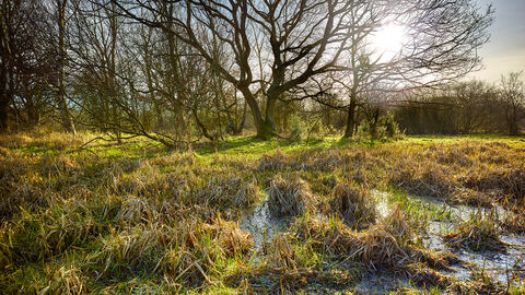Sun shining through a tree on Sweet Briar Marshes