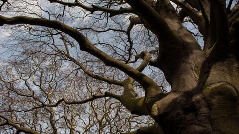 The view from the base of a large tree trunk and branches