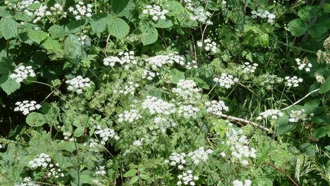 bushes with white blossom and green leaves