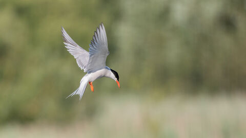 A common tern hovers over reedbed