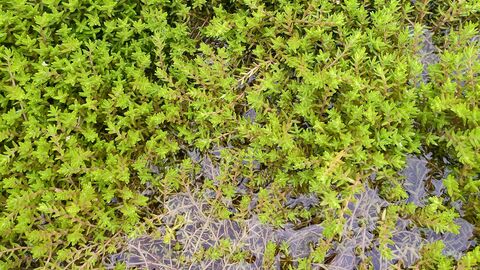 Green leaves of Crassula helmsii in a pond