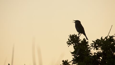 A silhouette of a singing bird perched on a bush at dawn.