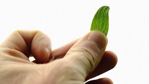 A picture of a green leaf held in a person's fingers