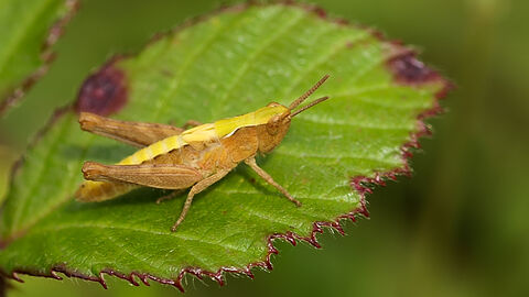A grasshopper sitting on a green leaf