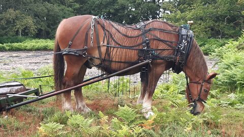 A heavy horse wearing anharness and pulling an old-fashioned roller across Hoe Common