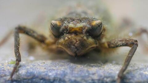 A bulbous-eyed golden ringed dragonfly larvae facing towards the camera with front legs outstretched