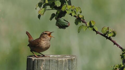 A singing wren standing on the top of a post next to a bramble bush