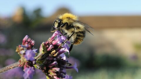 A bee gathering nectar on a purple flower