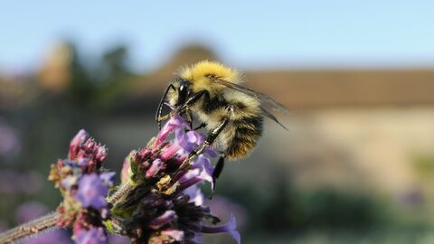 A bee gathering nectar on a purple flower
