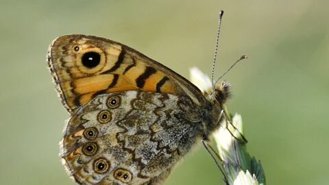An orange and brown butterfly sitting on a plant with its wings upright