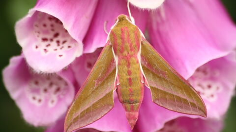 A beautiful green and pink moth on a purple foxglove flower