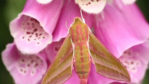 A beautiful green and pink moth on a purple foxglove flower
