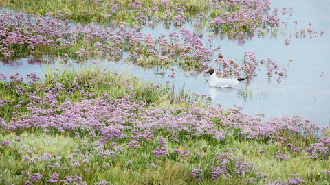 A blackheaded-gull swimming in a pool among the Norfolk saltmarshes