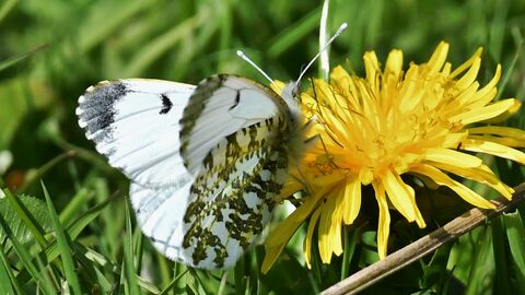A white and grey coloured butterfly sitting on a dandelion with its wings partially opened