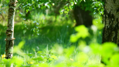 A tranquil picture looking through hazy green leaves and trees