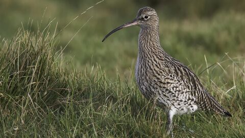 Curlew