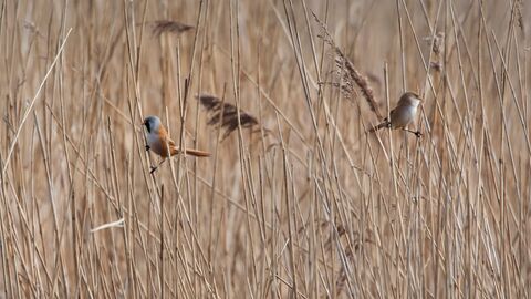 Birds sitting on reeds