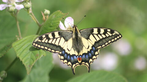 A swallowtail butterfly with wings fully outstretched on blossom on a bush