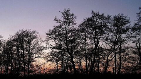 Trees silhouetted at sunset