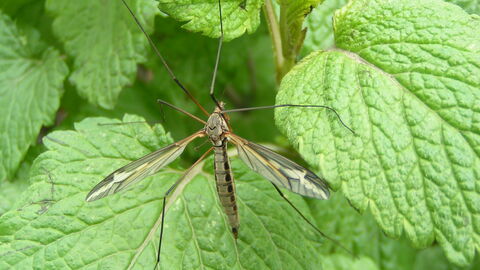 A crane fly sitting on green leaves with its legs spread out