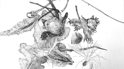 A black and white pencil drawing of a collection of leaves, nuts, acorns, twigs etc