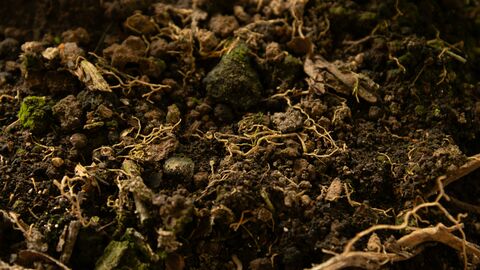 A photo of rich, brown soil containing root and rotted leaf matter