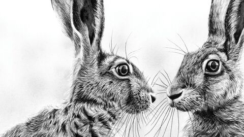 Pen and ink drawing of two hares