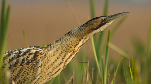 A bittern stalks through reeds